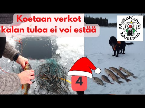 Luukku 4 - Koetaan verkot - Kalan tuloa ei voi estää - Kalastusta mökillä Lapissa - #kalastus #hauki