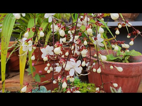 Plant of the Month: Clerodendrum Smithianum (Not Wallichii)| Light Bulb Plant