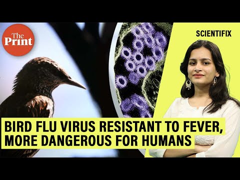 Bird flu viruses resistant to fever, could be more dangerous for humans