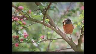 Kenny Rogers- Mama's Waiting