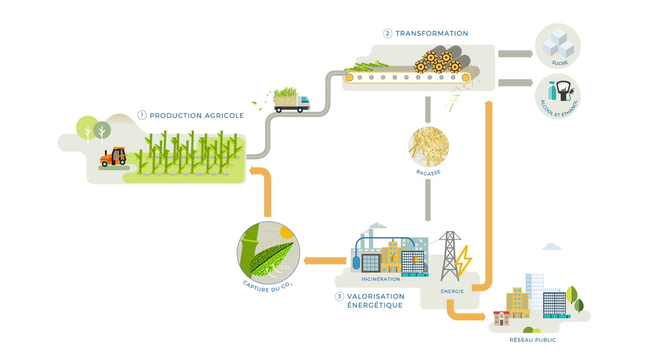 La canne à sucre source d'énergie renouvelable