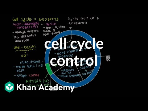 Cell cycle control | Cells | MCAT | Khan Academy