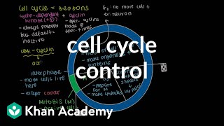 Cell cycle control | Cells | MCAT | Khan Academy