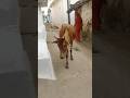Meri Gaiya Aati Hai Mujhko Doodh Pilati H Cow Gaiyameri Merigaiya Gaiyamerigaiya Gaiyameriaatih