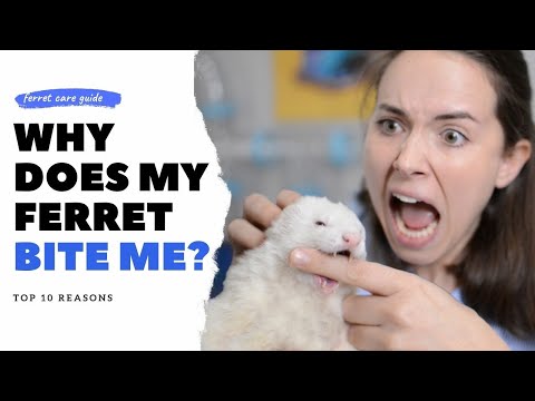 , title : 'Ferret BITING  |  Top 10 Reasons Your Ferret Bites Hard'
