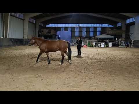 Merlin DD Gunners (2020) - PAC APHA e-show Dec - Lunge Line
