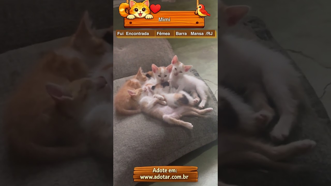 Gato raça SRD-ViraLata idade 7 a 11 meses nome Mimi