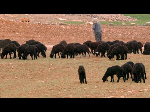 Why the Shift to Farming Ruined This Ancient City's Health