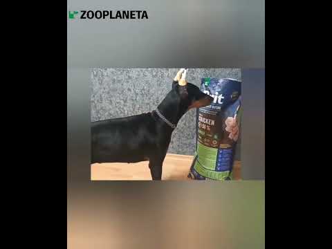 Сухой корм для щенков и молодых собак гигантских пород Brit Premium (Брит Премиум) Dog Junior XL курица 3 кг - фото 1 - id-p1347607476