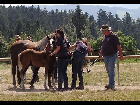 44. Rebell SL - Goldfohlen - Schwarzwälder Kaltblut Hengstfohlen - Fohlenschau St. Märgen 12.08.2021