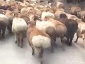 Goyang Pantat Bohay