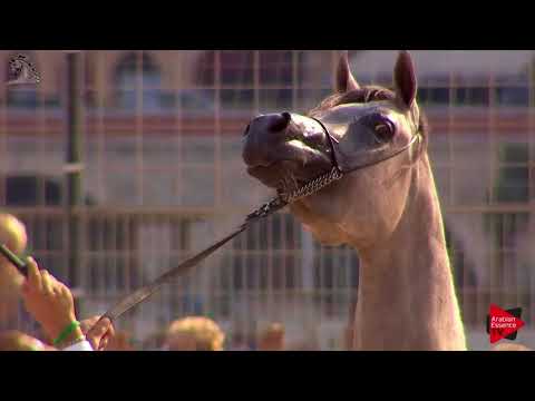 N.59 ARIA NEFERTITI - Menton 2018 - 3 Years Old Fillies (Class 3)