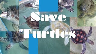 TURTLE Rescued from Sri Lankan 🇱🇰 seas 🌊  🇱🇰 ♥️👌💚💖❤️🧡💙💖👌👍💜💚❤️🥰💖💙💙🧡❤️💜💚Animals rescue #animalsrescue