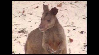 preview picture of video 'Wallaby at Cave Beach'