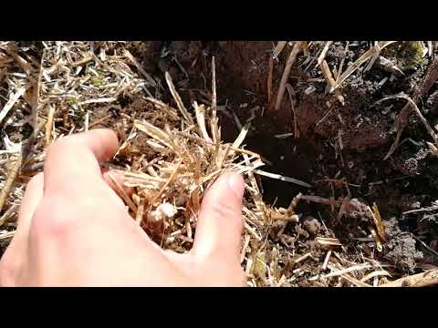 Raps geerntet - was dann?