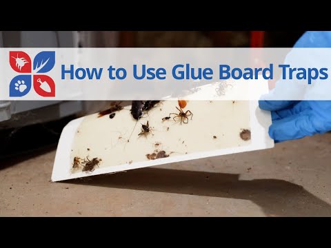  How To Use Glue Boards Video 