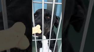 Video preview image #1 Labrador Retriever-Rhodesian Ridgeback Mix Puppy For Sale in Pasadena, CA, USA