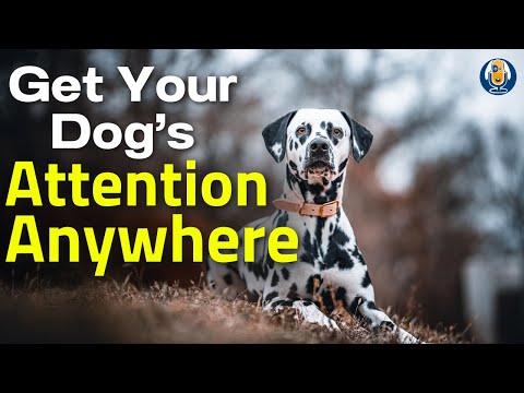 Help! Why Won't My Dog Pay Attention? (Secrets Of Focus) #242 #podcast