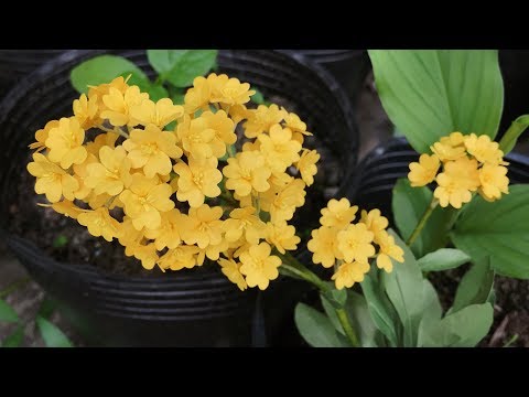 ABC TV | How To Make Aurinia Saxatilis Paper Flower | Flower Die Cuts - Craft Tutorial