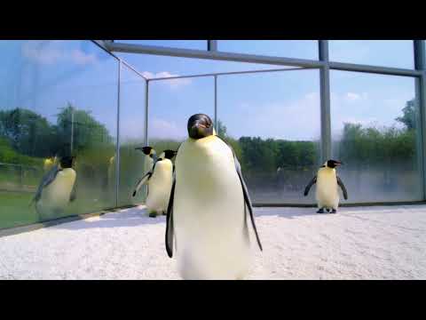 🐧 Penguins Stole a Phone and Started Filming Humans