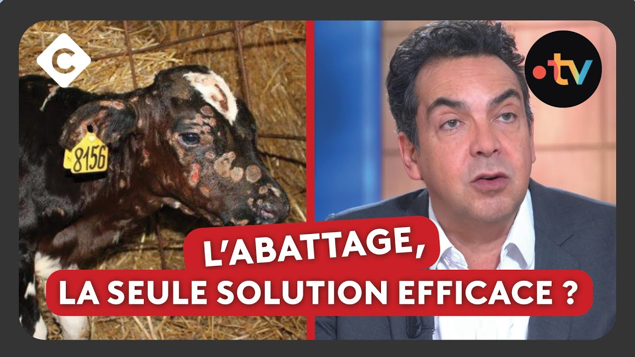 La dermatose nodulaire, qu’est-ce que c’est ? - L’édito de Patrick Cohen