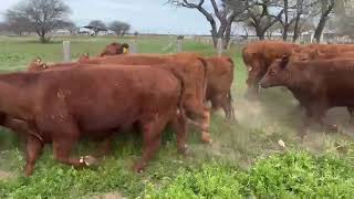 13 Vacas Nuevas Preñadas - Nestor Hugo Fuentes S.A. - Plaza Ganadera