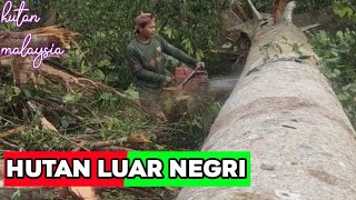Download lagu menebang kayu kruing di hutan malaysia mp3 Download lagu menebang kayu kruing di hutan malaysia mp3