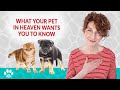My Pet Just Died What To Do Right Now