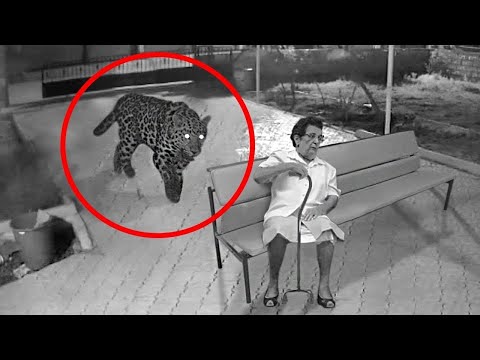 100 Momentos Raros y Peligrosos de Animales Captados en Cámara