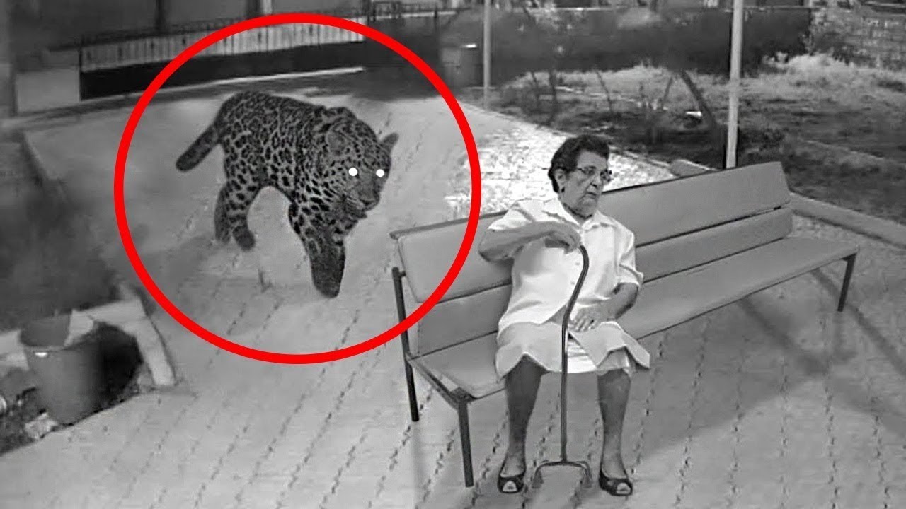 100 Momentos Raros y Peligrosos de Animales Captados en Cámara