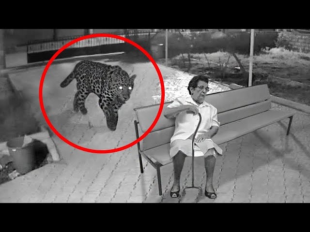 100 Momentos Raros y Peligrosos de Animales Captados en Cámara SDDEFAULT Thumbnail