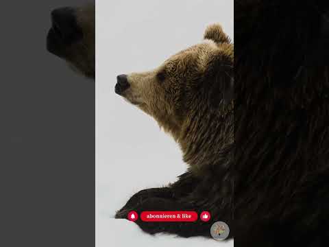 Überlebenskünstler im Winter: 4 geniale Strategien von Insekten bis Enten