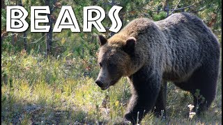 All About Bears for Kids: Bears for Children
