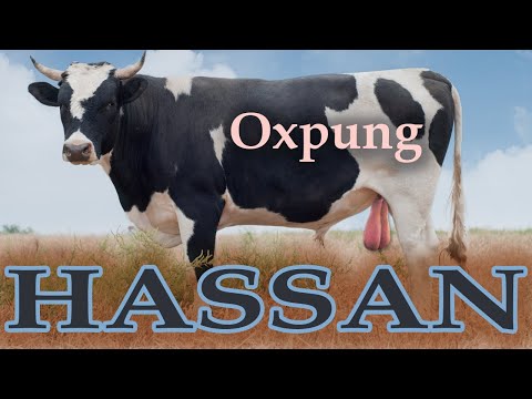 Hassan Telefon-Busringning - Oxpung