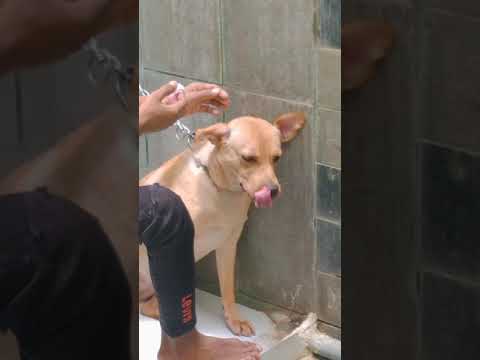 My birthday surprise at || just dogs || Spa ||