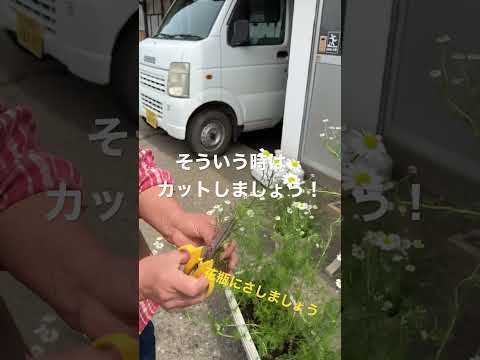 園芸 カモミールの花アクロクリニウム