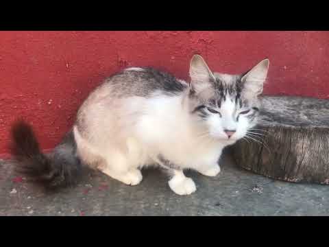 Misha The Cat Compilation Videos