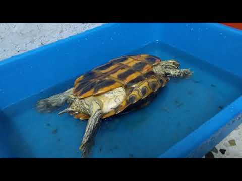 181004 Tortoise • Over Flipped