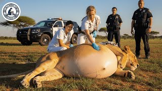 Animal Rescue: Rescue a Pregnant Lioness on the Brink of Death as Rescuers Race Against Time #95