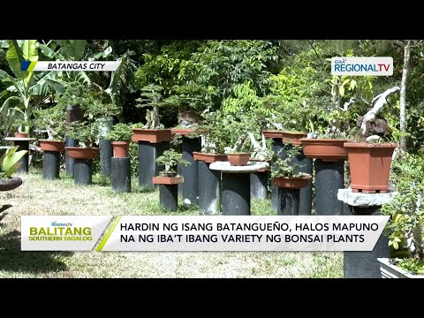 Balitang Southern Tagalog: Hardin ng isang Batangueño, halos mapuno ng bonsai plants