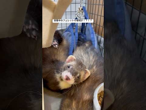 フェレット・ドランス - 定義