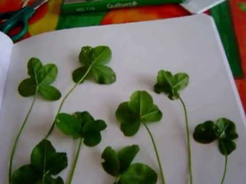comment trouver un trefle a 4 feuilles