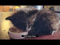 Farewell To Mr Kitty A Remarkable Journey Of Love And Loss
