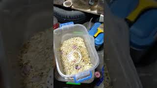Download lagu ANONG DAPAT GAWIN KAPAG NANGANAK NA ANG IYONG HAMSTER? | Kuya Pongs TV mp3