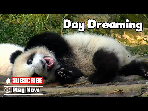 Just A Fluffy Panda Baby Lost In Her Day Dream