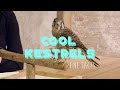 5 Facts About American Kestrels
