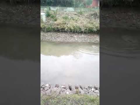 Bonso Kobra lo pianta sul per il muro