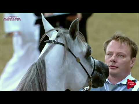 N 194 RANAAN AL NAIF   21st Qatar National 2018   Yearling Colts Class 6A