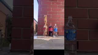 Download lagu Fanta Coca Cola sprite and Mentos || Experiments #shorts #youtubeshorts#viral #trending mp3