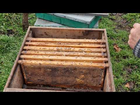 Verific IERNAREA ALBINELOR!